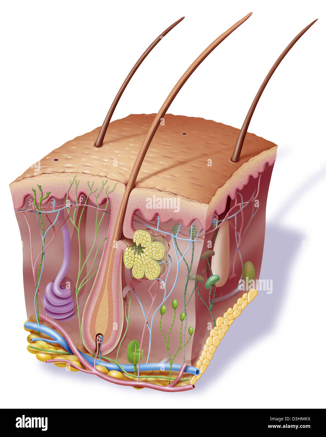 HAUT, ILLUSTRATION Stockfoto