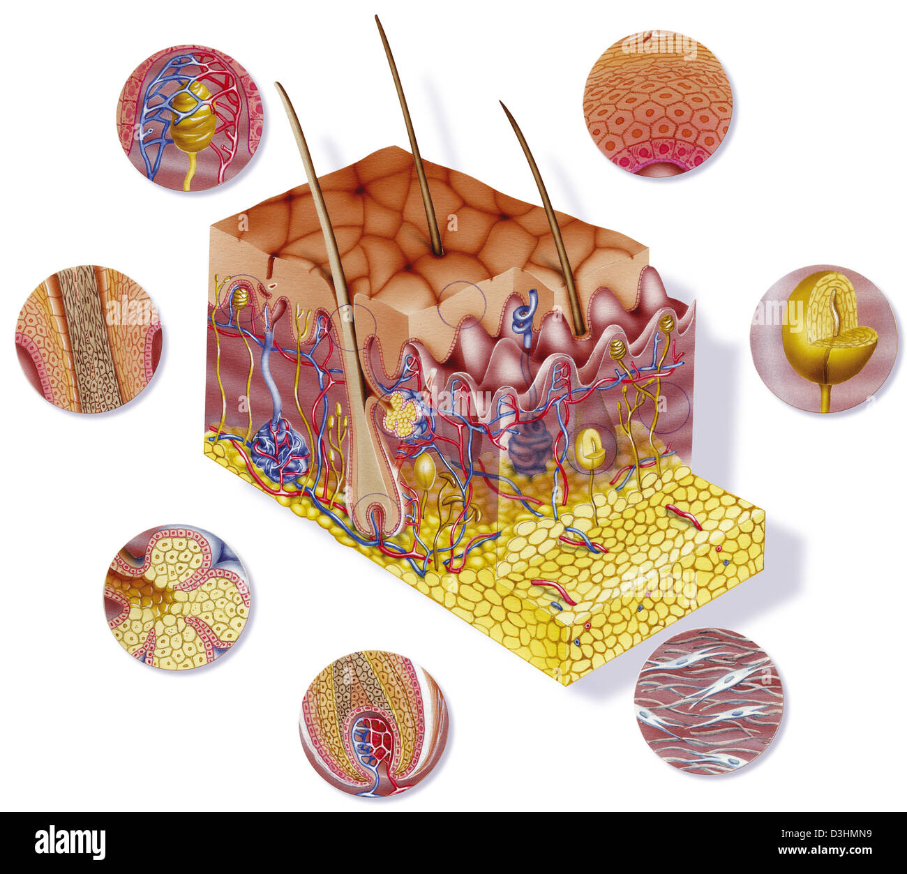 HAUT, ILLUSTRATION Stockfoto