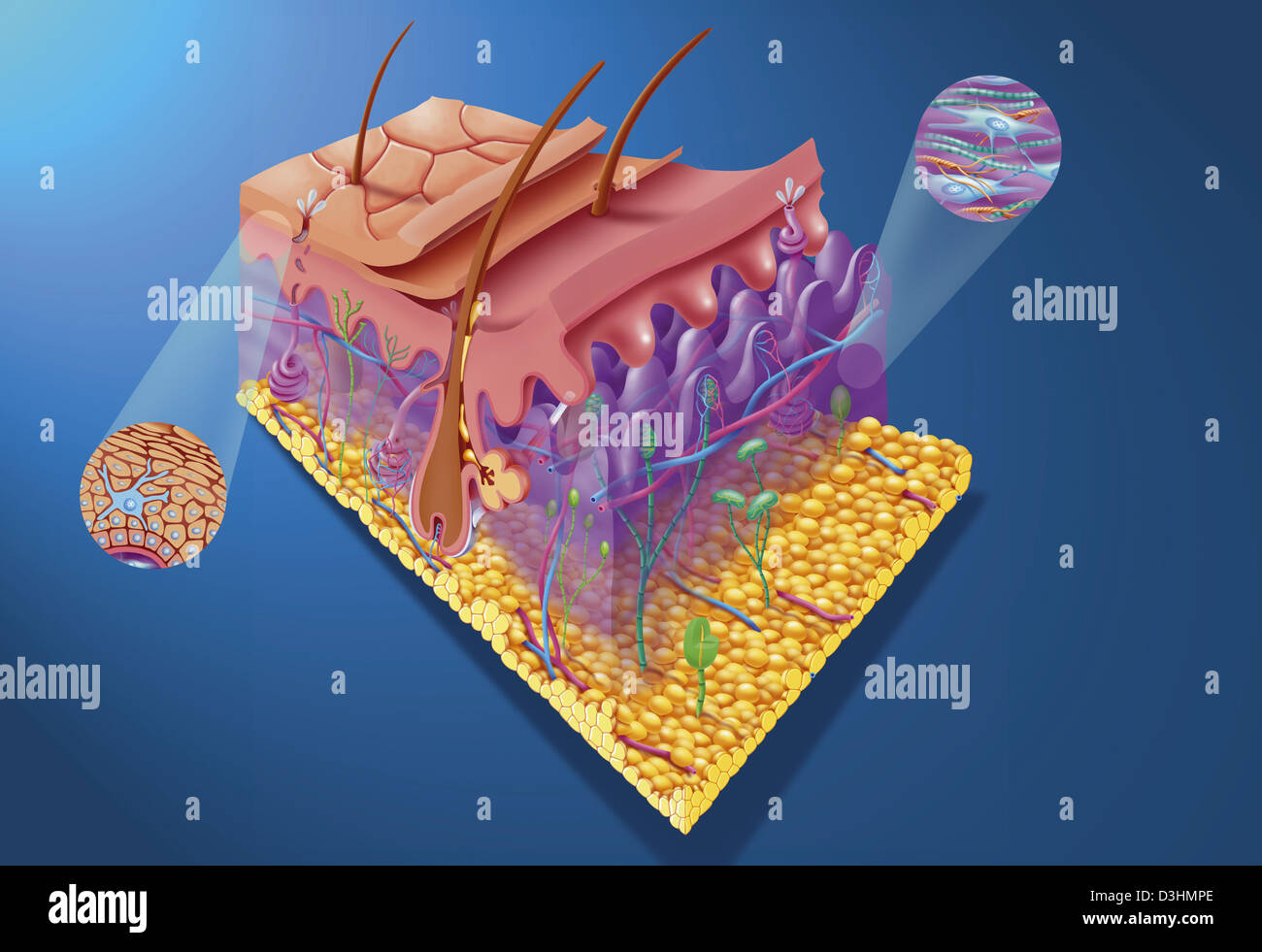 HAUT, ILLUSTRATION Stockfoto