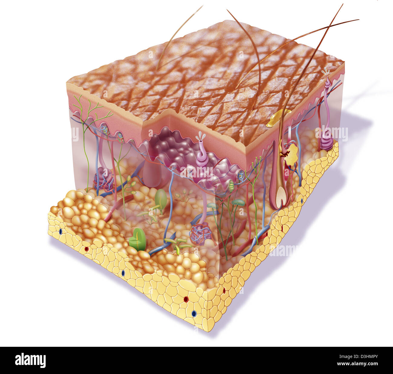 HAUT, ILLUSTRATION Stockfoto