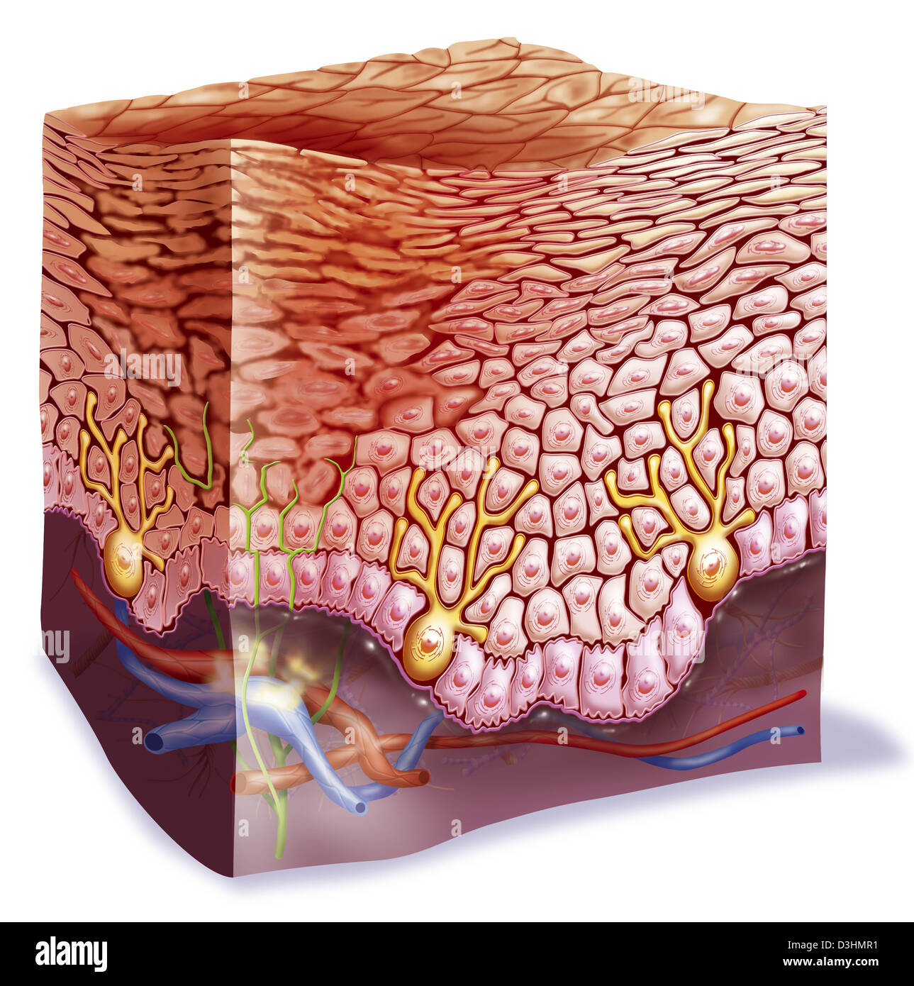 SONNENBRAND, ZEICHNUNG Stockfoto