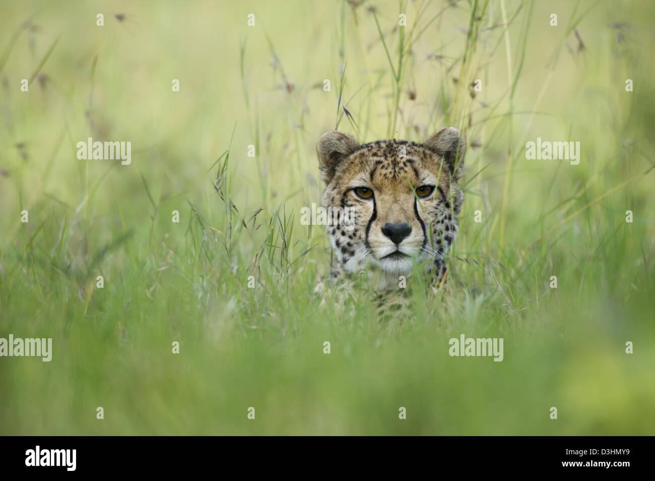 Gepard (Acinonyx Jubatus), Ol Pejeta Wildlife Conservancy, Laikipia, Kenia Stockfoto