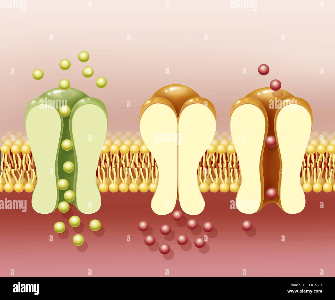 Axon depolarisation Fotos und Bildmaterial in hoher Auflösung Alamy