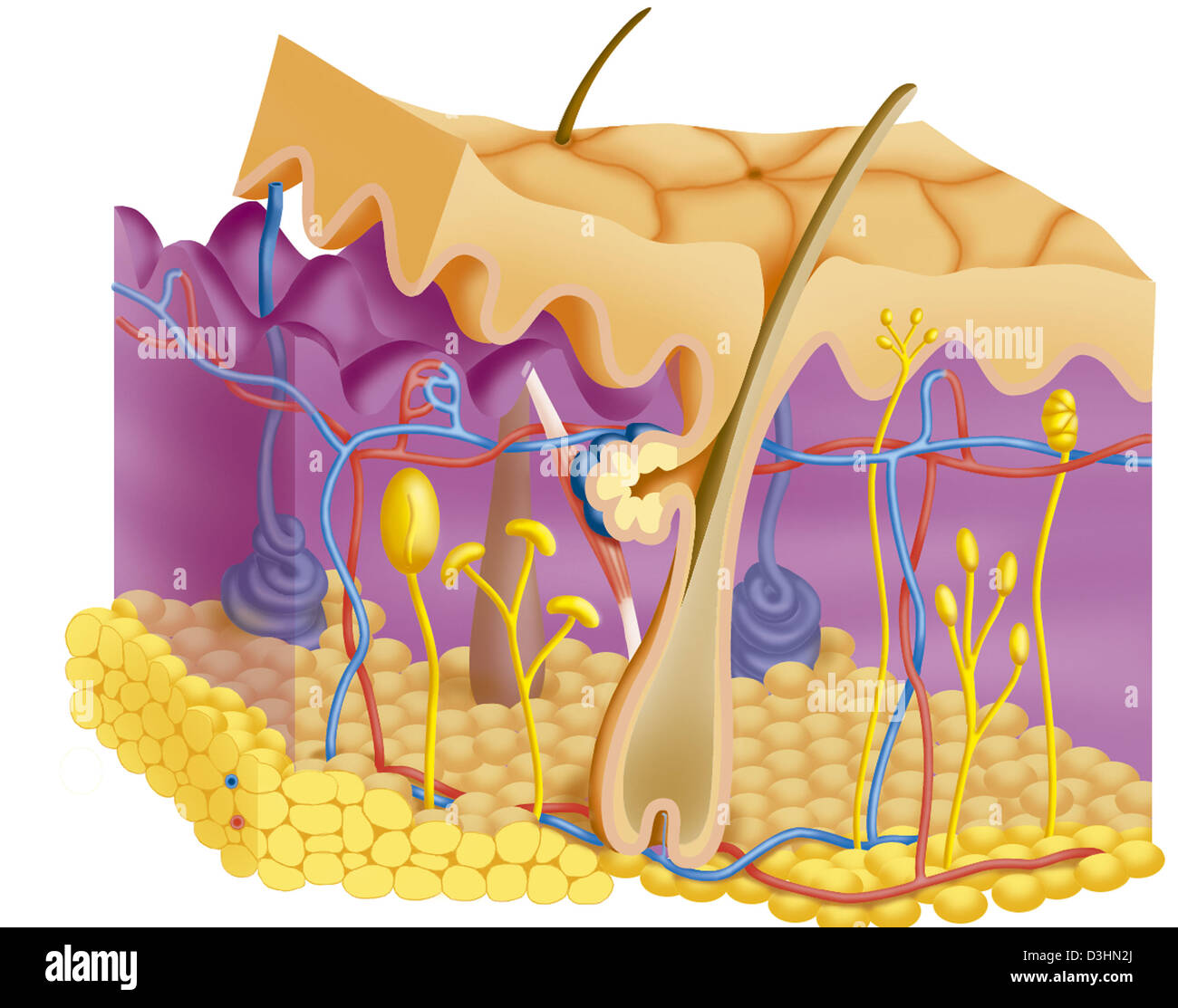 HAUT, ILLUSTRATION Stockfoto