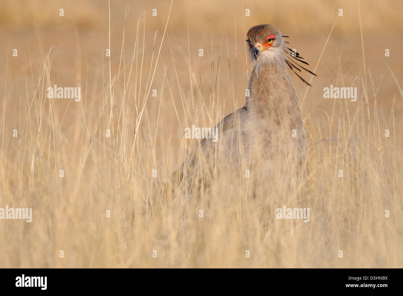Sekretärin-Vogel (Sagittarius Serpentarius), in hohen Gräsern, Kgalagadi Transfrontier Park, Northern Cape, Südafrika, Afrika Stockfoto
