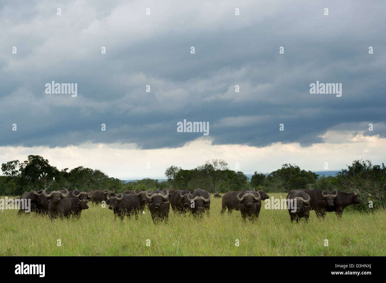 Büffel (Syncerus Caffer Caffer), Ol Pejeta Wildlife Conservancy, Laikipia, Kenia Stockfoto