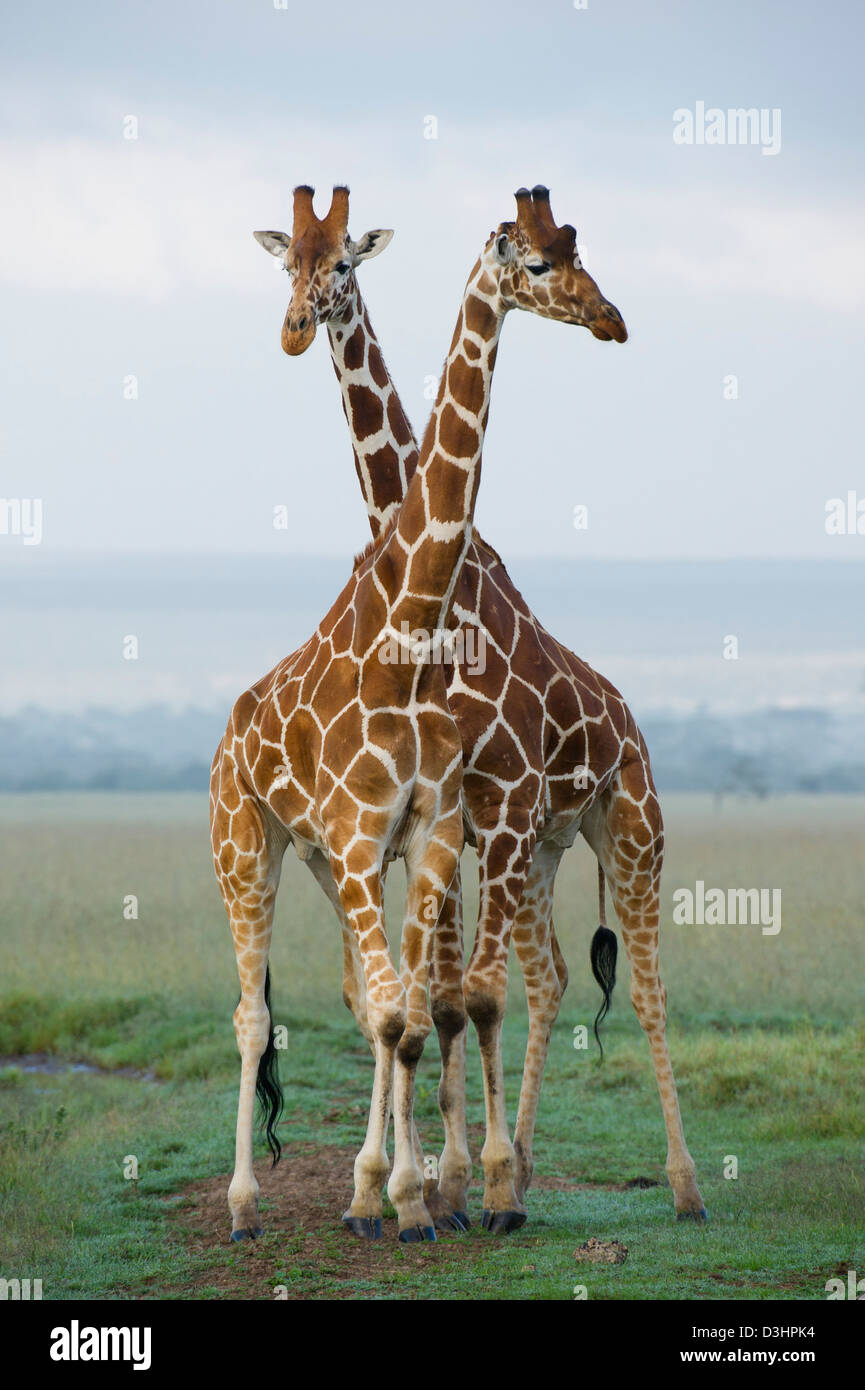 Retikuliert Giraffen (Giraffa Plancius Reticulata), Ol Pejeta Wildlife Conservancy, Laikipia, Kenia Stockfoto