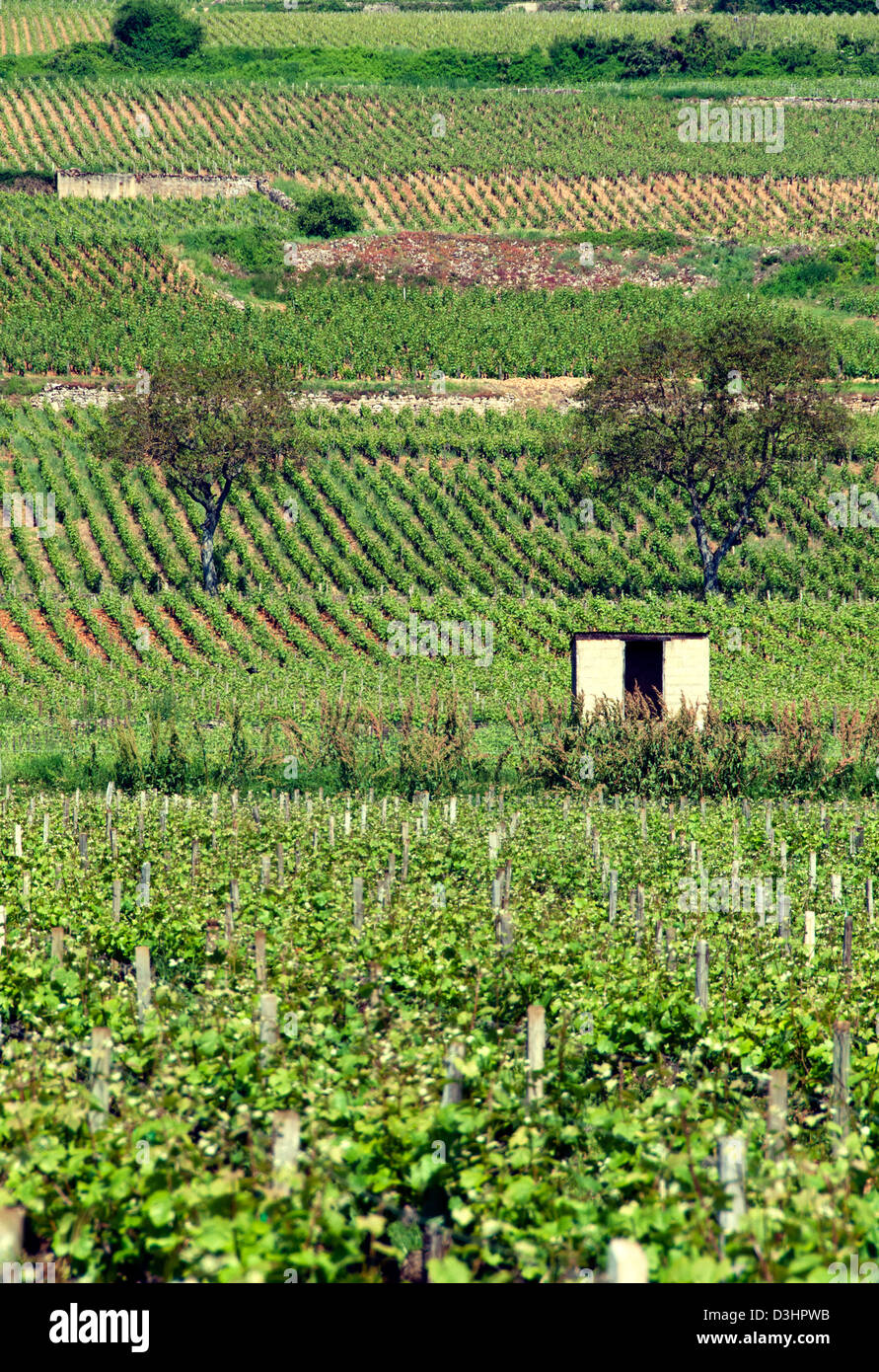 Französische Landschaft Weinbergen Beaune Burgund (Bourgogne) Frankreich Stockfoto