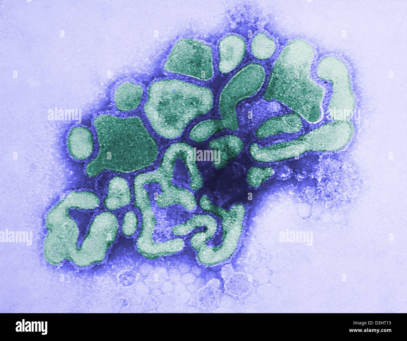 SCHWEINE-INFLUENZA-VIRUS Stockfoto