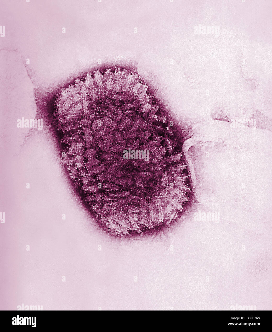 Vaccinia Virus Stockfotos und bilder Kaufen Alamy