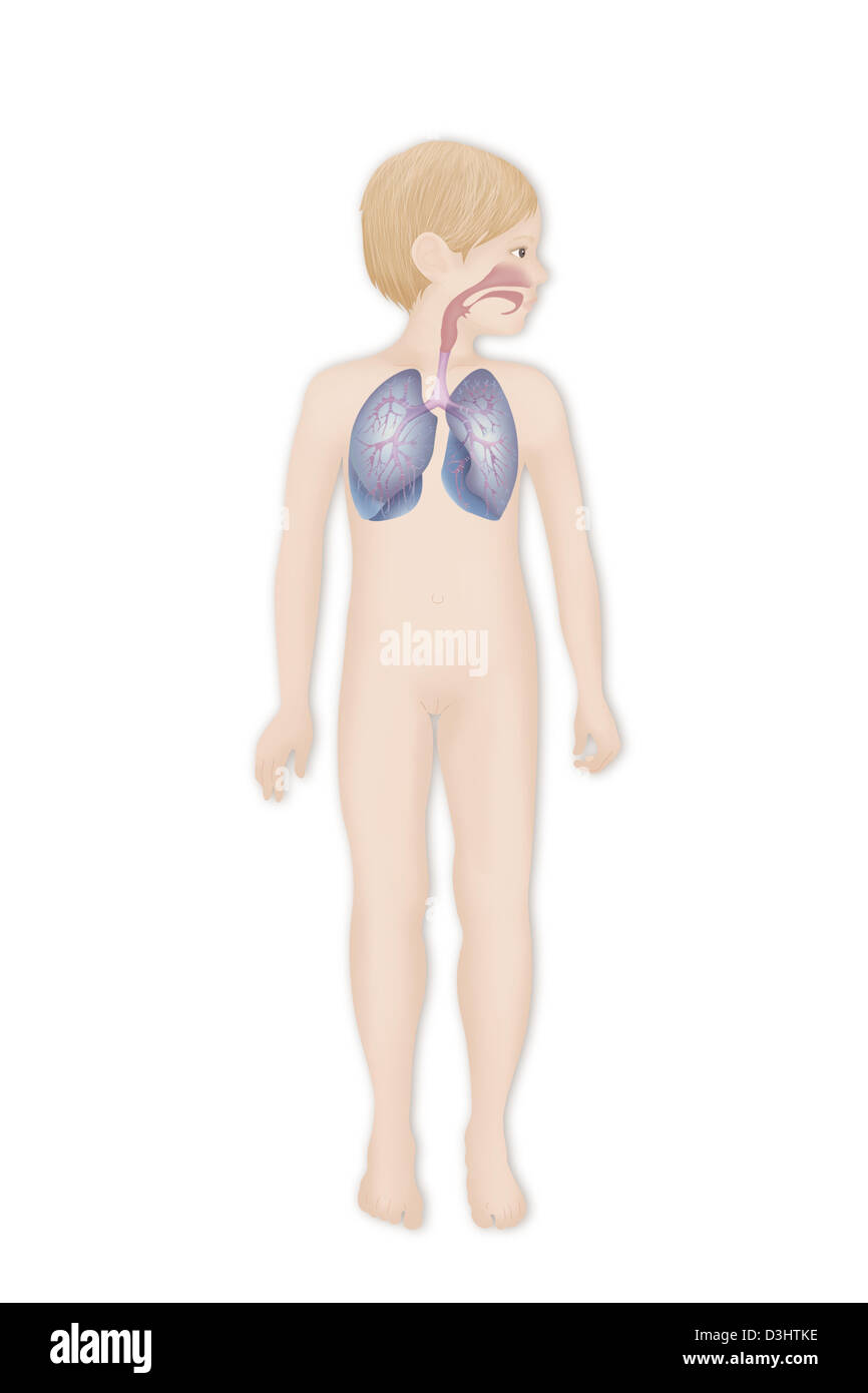 ATEMWEGE, ZEICHNUNG Stockfoto