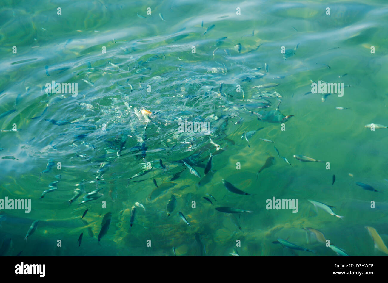 Fische-Meeräsche-Schule im Mittelmeer Stockfoto