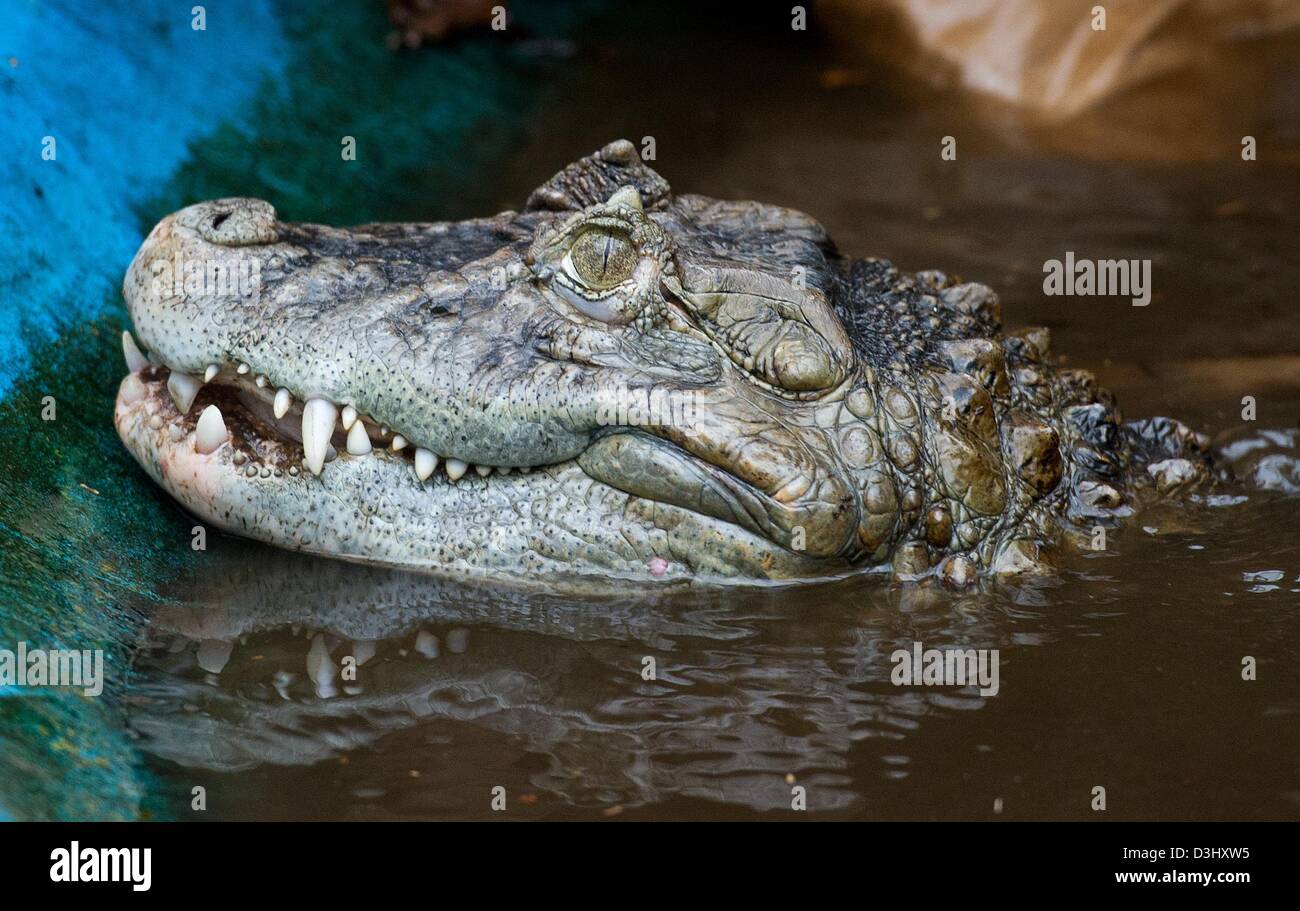 Ein breit-snouted Kaiman ist in den Pool der Krokodil-Zucht und Tierheim-Anlage in Golzow, Deutschland, 18. Februar 2013 abgebildet. Seit 1987 Karl-Heinz Voigt hat halten und züchten Krokodile in seinen Einrichtungen, die offen sind für die Öffentlichkeit von Mai bis September. Foto: Patrick Pleul Stockfoto