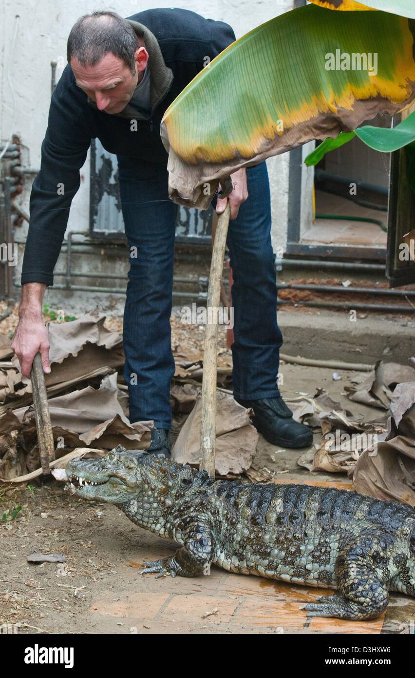 Karl-Heinz Voigt speist ein breit-snouted Kaiman in der Krokodil-Zucht und Schutz-Anlage in Golzow, Deutschland, 18. Februar 2013. Seit 1987 Karl-Heinz Voigt hat halten und züchten Krokodile in seinen Einrichtungen, die offen sind für die Öffentlichkeit von Mai bis September. Foto: Patrick Pleul Stockfoto
