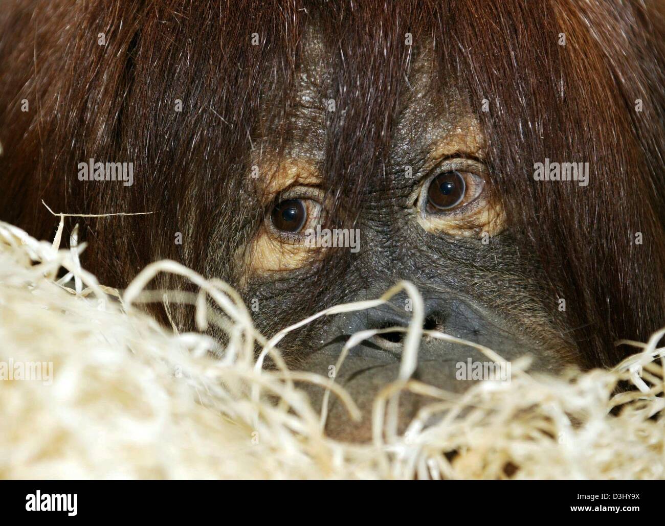 (Dpa) - sieht die Orang Utan Dame Puan noch ein wenig schüchtern in ihr Gehege im Zoo in Heidelberg, Deutschland, 20. Februar 2004. Nach ihrem Partner in der Magdeburger starb Zoo Puan nun in ihre Heimatstadt zurückgekehrt, wo sie im Jahr 1989 geboren wurde. Stockfoto