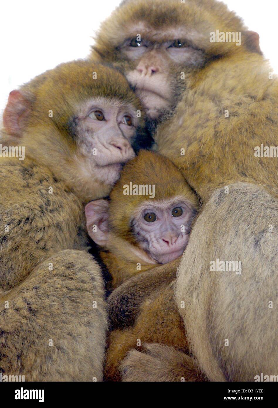 (Dpa) - eine Gruppe von Berberaffen (Macaca Sylvana) und deren Nachkommen huddle zusammen an den Tierpark in Gettorf, Deutschland, 17. Februar 2004. Berberaffen sind sehr soziale Tiere mit einen stark ausgeprägten Sinn für Familie. Der Vater und Mutter Tier, das beide zärtlich um ihren Nachwuchs kümmern. Auch verwaiste Nachkommen finden Schutz und Komfort unter Adobted Pflegeeltern. In beson- Stockfoto