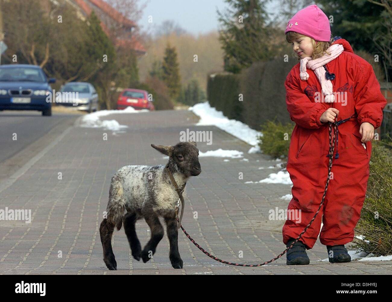 (Dpa) - Spaziergänge Jil Maila mit Orphant Lamm Pünktchen auf dem Bürgersteig in Ploetzenhoehe, Deutschland, 29. Februar 2004. Die Mutter von Pünktchen vorbei entfernt drei Wochen früher als sie, das kleine Lamm gebar. Jil Familie nahm das Orphant Tier als vollwertiges Mitglied. Stockfoto