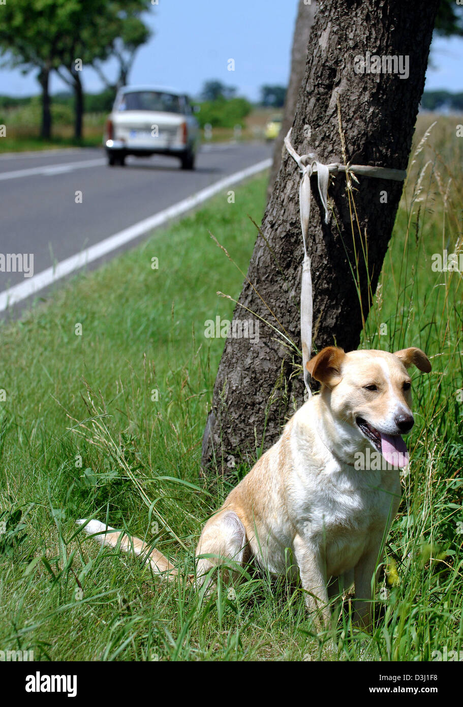 (Dpa) - ein Hund war gekoppelt an einen Straßenbaum in der Nähe von Fuerstenwalde, Deutschland, 23. Juni 2005. Mehr als 500.000 Haustiere sind pro Jahr in Deutschland, die meisten davon im Urlaubszeit gestrandet. Die deutsche Huntprotection-Verband (DJV) appelliert an alle Tierhalter für die Unterbringung von ihren Quadrupets rechtzeitig sorgen. Viele der ausgesetzten Tiere verhungern am Straßenrand oder holen Sie überfahren. Stockfoto