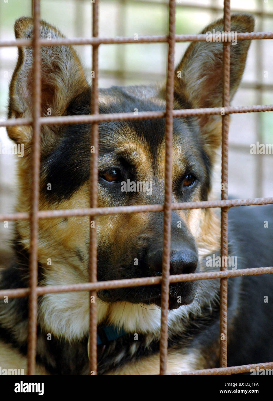(Dpa) - ein Deutscher Schäferhund sitzt hinter den Gittern des Käfigs in Fuerstenwalde, Deutschland, 23. Juni 2005. Mehr als 500.000 Haustiere sind pro Jahr in Deutschland, die meisten davon im Urlaubszeit gestrandet. Die deutsche Huntprotection-Verband (DJV) appelliert an alle Tierhalter für die Unterbringung von ihren Quadrupets rechtzeitig sorgen. Viele der ausgesetzten Tiere verhungern am Straßenrand oder erhalten r Stockfoto