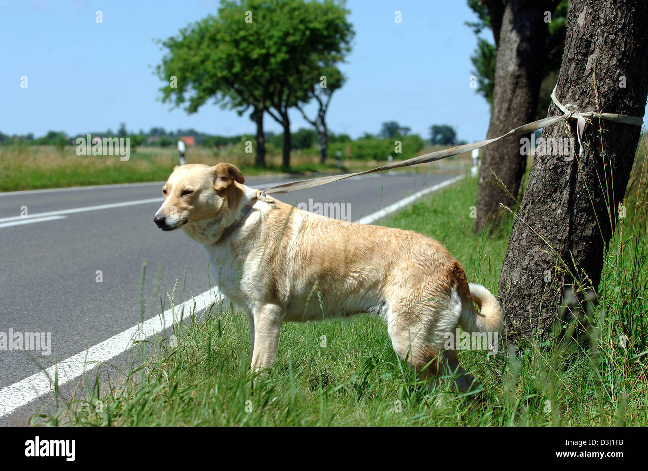 (Dpa) - ein Hund war gekoppelt an einen Straßenbaum in der Nähe von Fuerstenwalde, Deutschland, 23. Juni 2005. Mehr als 500.000 Haustiere sind pro Jahr in Deutschland, die meisten davon im Urlaubszeit gestrandet. Die deutsche Huntprotection-Verband (DJV) appelliert an alle Tierhalter für die Unterbringung von ihren Quadrupets rechtzeitig sorgen. Viele der ausgesetzten Tiere verhungern am Straßenrand oder holen Sie überfahren. Stockfoto