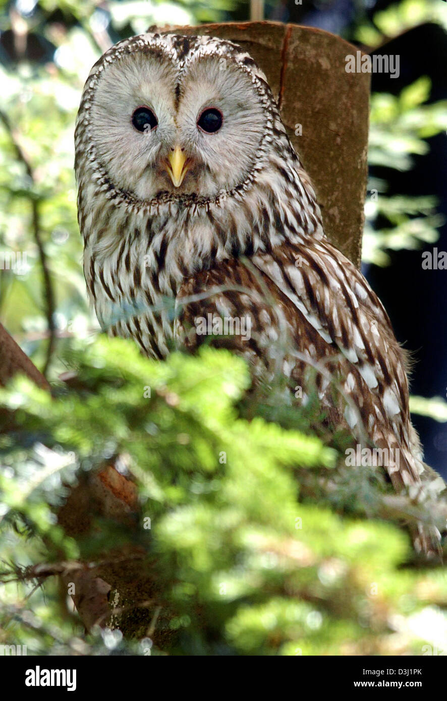 (Dpa) - eine Eule sitzt auf einem Ast in seinem Gehege im Nationalpark "Bayerischer Wald", Deutschland, Donnerstag, 23. Juni 2005. Stockfoto