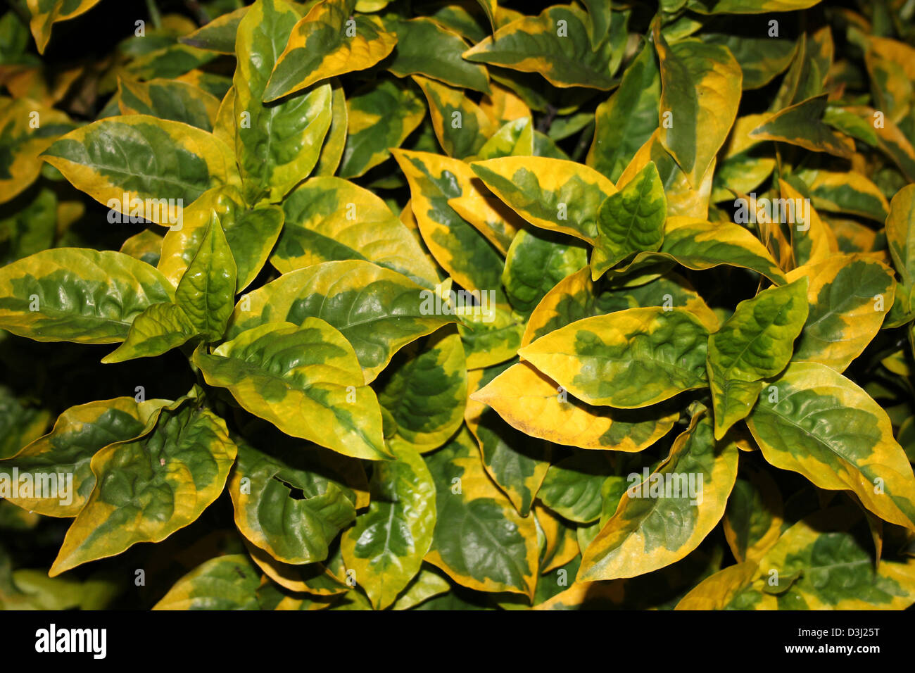 Gelb und grün Blätter von der Strauch immergrüne Euonymus - Euonymus Japonicus Vielzahl Ovatus Aureus Stockfoto