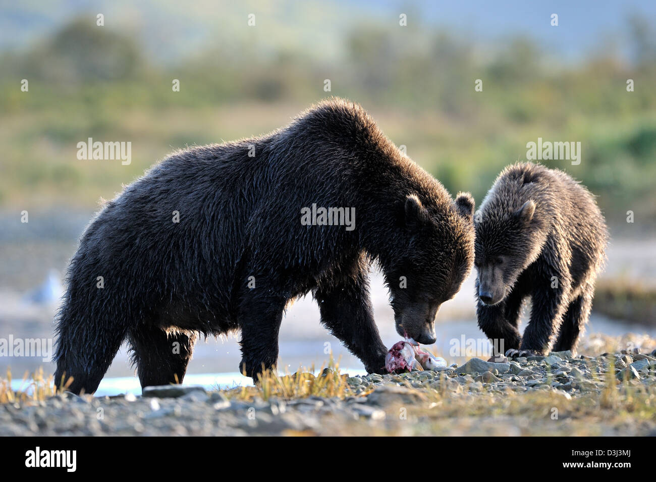 Grizzly Bär Mutter mit jungen Gefangenen Lachs essen. Stockfoto