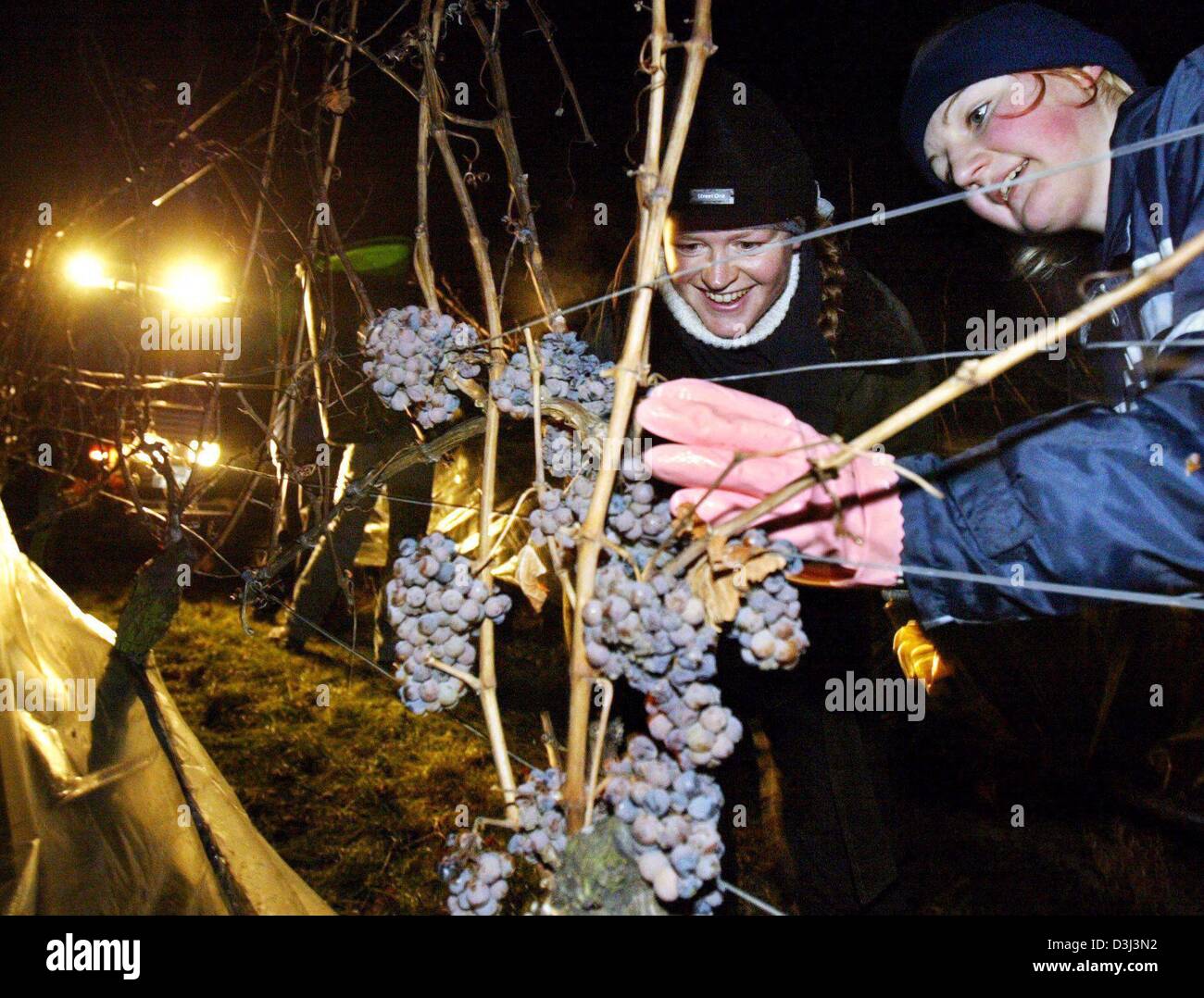 (Dpa) - mit den Lichtern des Traktors eingeschaltet die Helfer Andrea Hildebrand (L) und Heike Titze (R) Wein Ernte Trauben in der bitteren Kälte vor der Morgendämmerung, auf einem Weingut in der Nähe von Eltville-Hattenheim in das Weinbaugebiet Rheingau, Deutschland, 4. Januar 2004. Der erste Eiswein des Jahres hatte 162 Oechsle. Je kälter werden die Trauben geerntet, desto höher ist ihre Oechsle-Grade. O Stockfoto