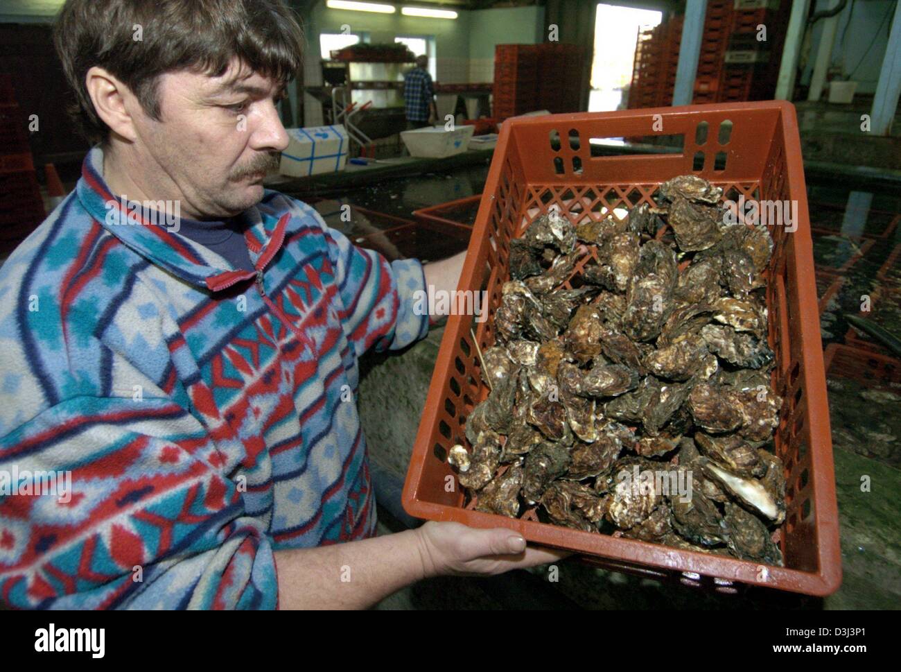 (Dpa) - Oyster Fischer Leo Wuggazer zeigt einen Korb voller Austern in List auf der Insel Sylt, Norddeutschland, 12. Dezember 2003. Etwa 1 Million "Sylter Royal" werden jedes Jahr in Liste, Deutschland geerntet, nur Station der Austern-Zucht. Die Tiere werden zwischen März und November in einem 10 Hektar großen Becken im Wattenmeer (Wattenmeer) angebaut. Stockfoto