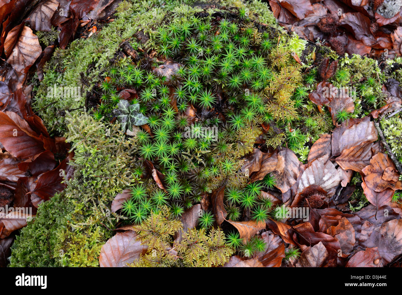 Gemeinsamen Haircap Moos (Polytrichum Commune) Stockfoto