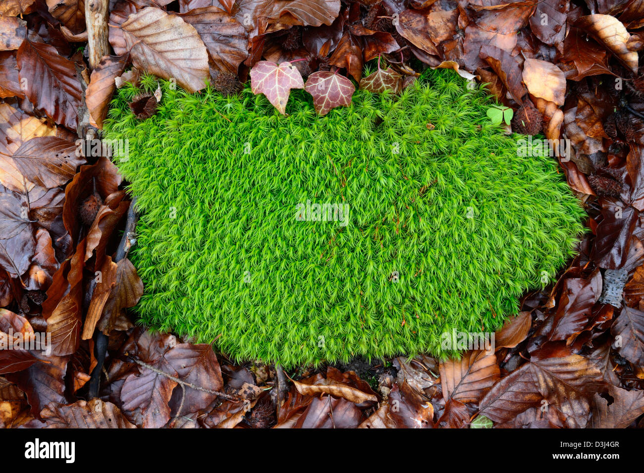 Gemeinsamen Haircap Moos (Polytrichum Commune) Stockfoto