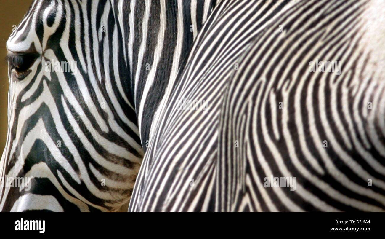 (Dpa) - wie eine einzigartige Landschaft aus Linien und Streifen die Haut eines Zebras im Sonnenlicht im Zoo in Frankfurt am Main, 28. April 2004 erscheint. Auf den ersten Blick scheinen alle Zebras gleich aussehen, aber es gibt eigentlich drei Zebra-Arten mit mehreren Underspecies und jedes Tier hat seinen eigenen individuellen Haut-Muster. Die auffälligen Streifen dienen als Tarnung in der afrikanischen Graf Stockfoto