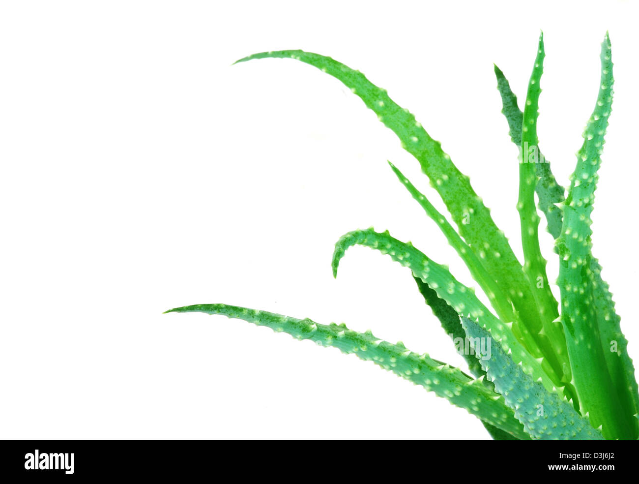 Aloe Vera Kaktus frische grüne Blätter isolierte Reflexion Stockfoto