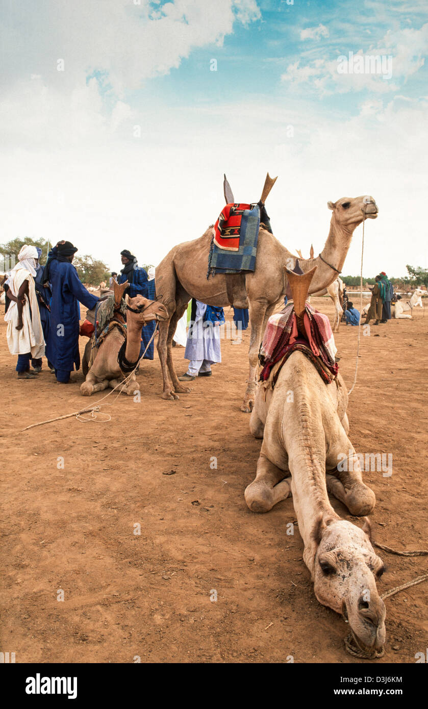 Tuareg Stammesangehörigen mit ihren Reitkamelen auf einem Viehmarkt, Gorom Gorom, Burkina Faso Stockfoto