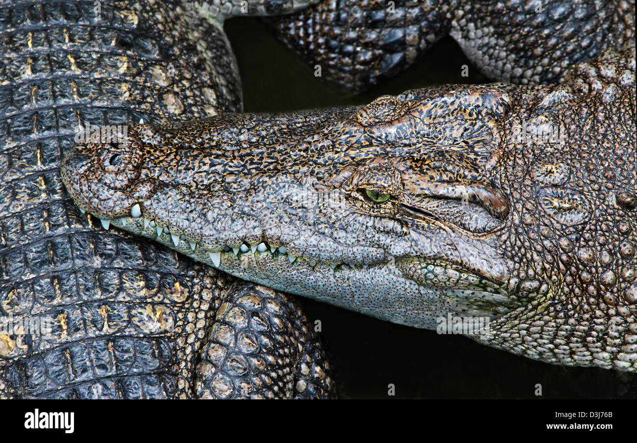 Krokodil Nahaufnahme in Thailand zoo Stockfoto