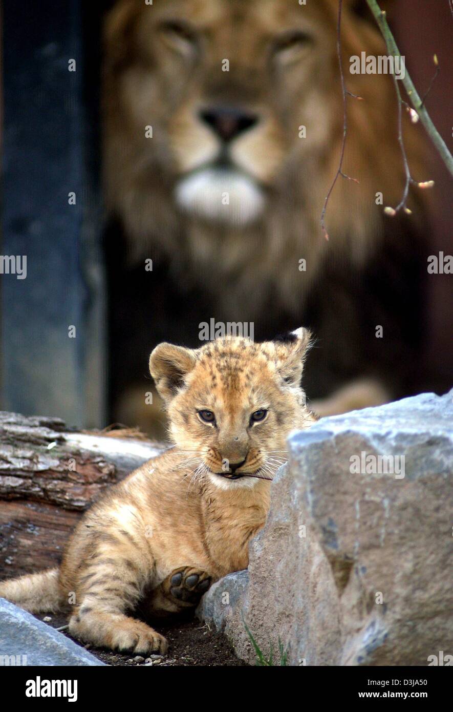 (Dpa) - ein 72 Tage alte Löwenbaby (vorne) genießt die Sonne, während sein Vater Rafik ein wachsames Auge auf seinen kleinen im Zoo in Neuwied, Deutschland, 29. März 2004 hält. Der Zoo hat eine zweite Löwenbaby im Alter von 12 Tagen die bewundert werden können. Diese besondere Rasse von Löwen (Panthera Leo barbarischen) ist schon ausgestorben in der Wildnis seit 1920 mit nur überlebt in Zoos Leben. Stockfoto