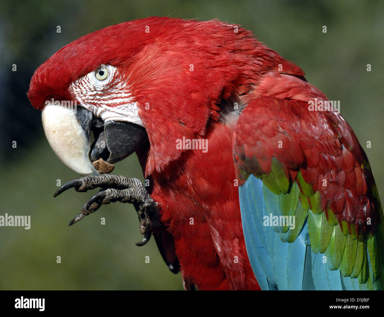 (Dpa) ein junges Grünwinged Ara (Ara Chloroptera) abgebildet in den
