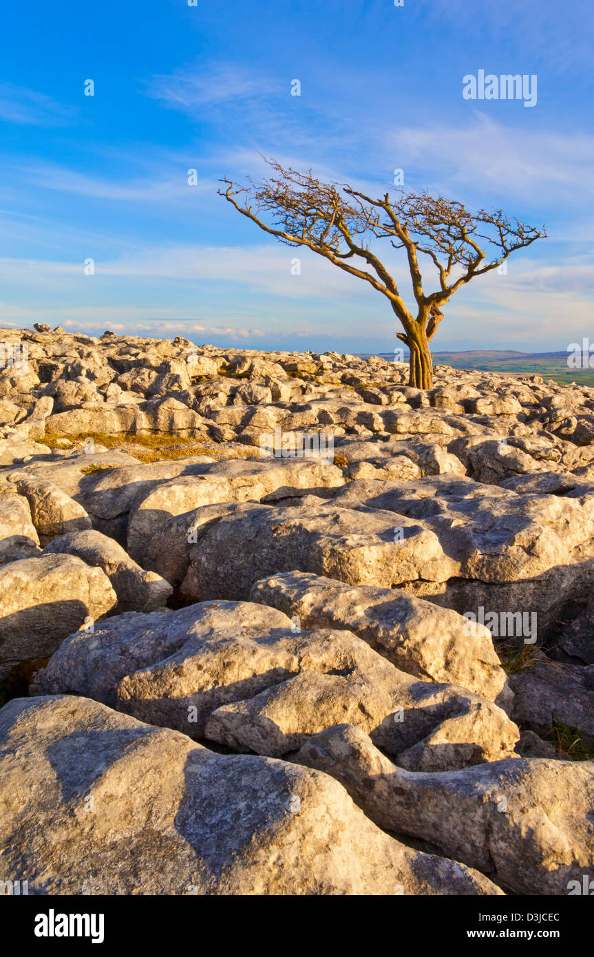 Yorkshire Dales National Park Twistleton Scar Twisted Tree in Kalksteinpflaster Twistleton Scar End Twistleton Scars Ingleton Yorkshire Dales UK GB Stockfoto