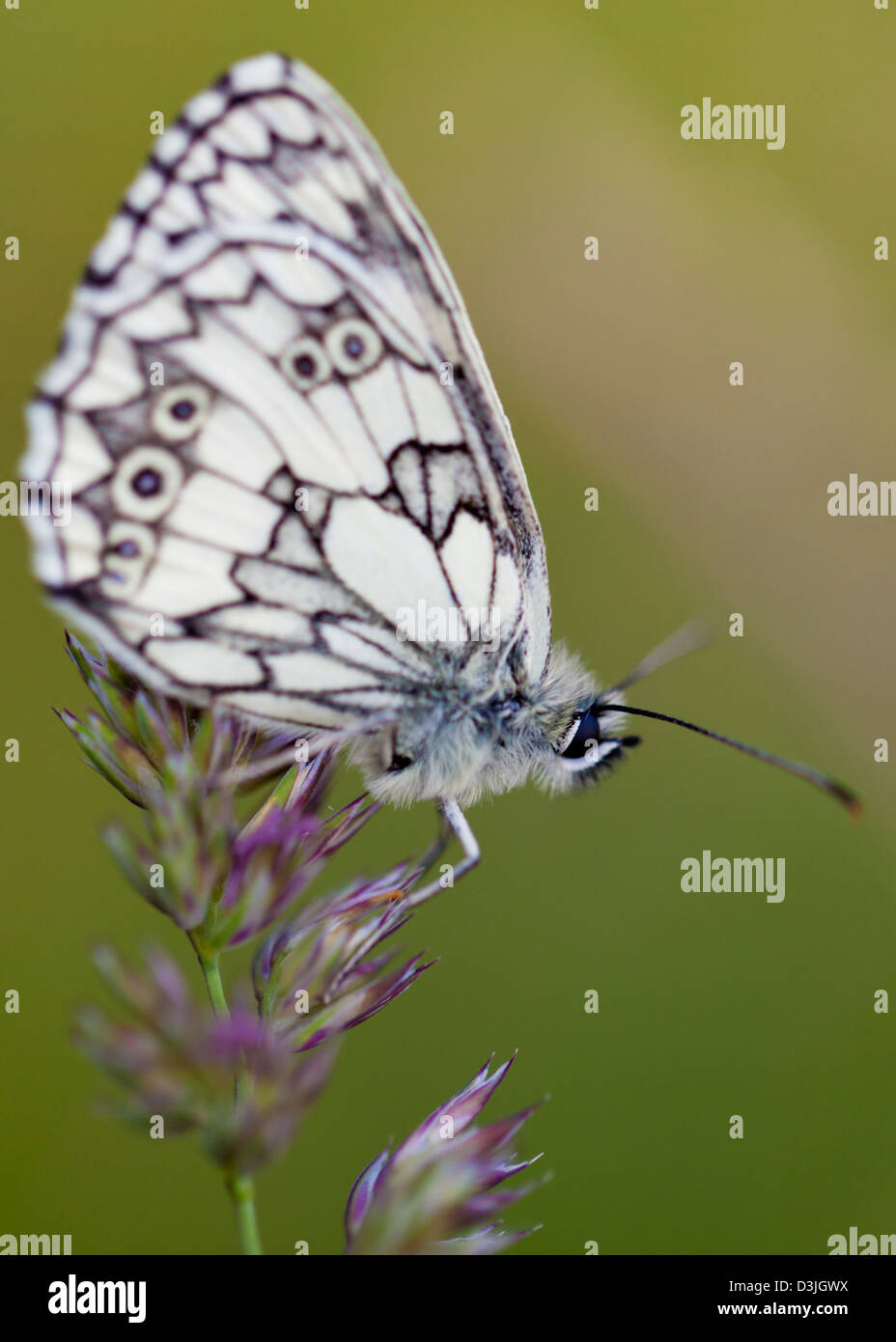 Marbled White Butterfly (Melanargia Galathea) Stockfoto