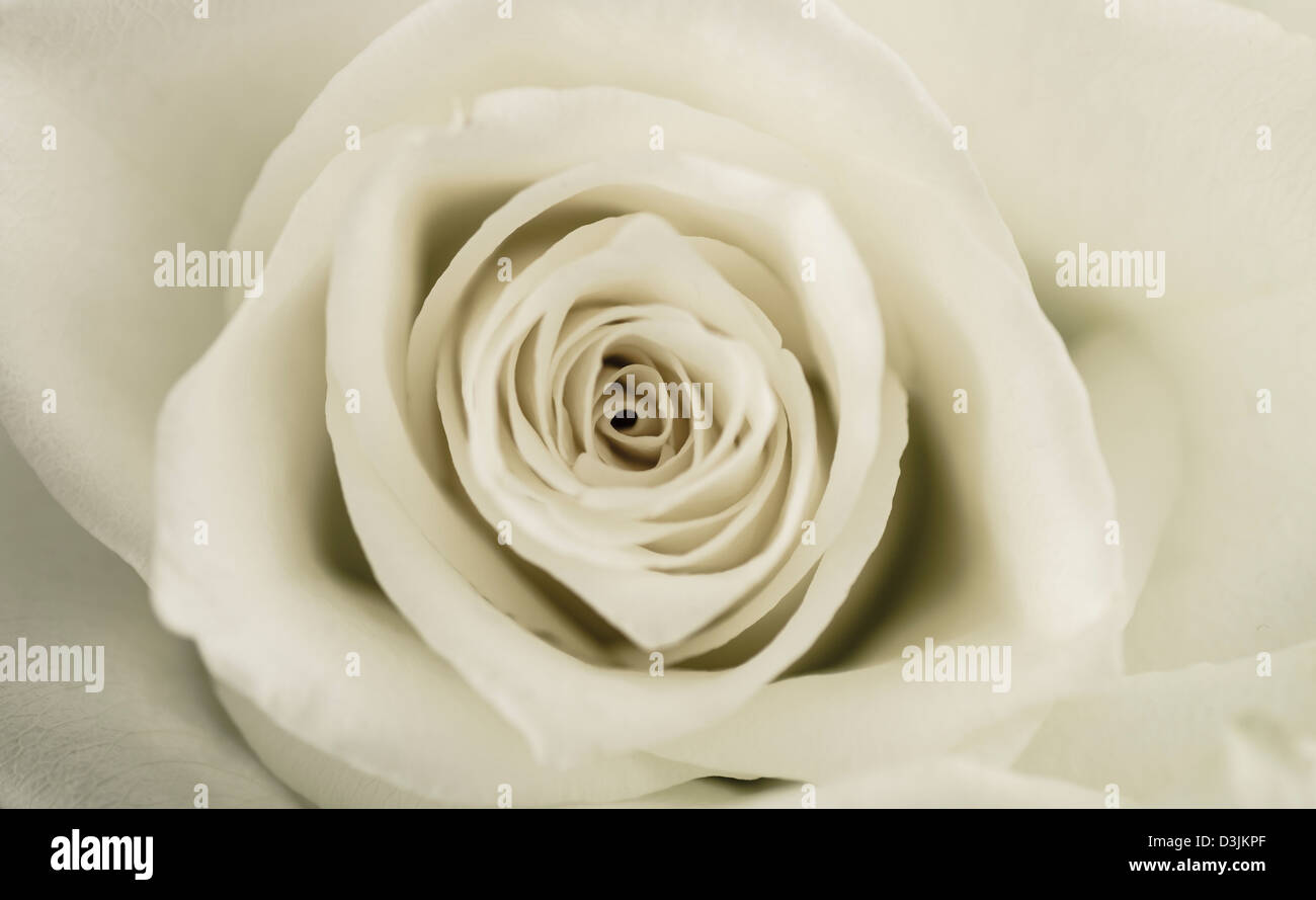 Weiße rose Knospe. Abstrakte Makro Nahaufnahme von einer weißen rose Blume Stockfoto