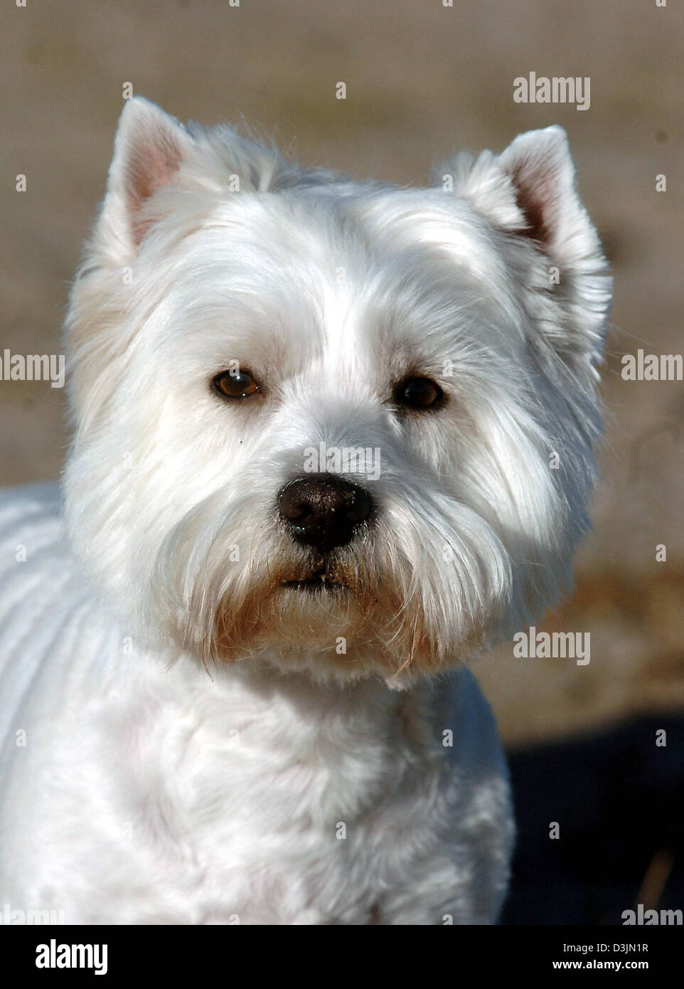Dpa) - ein West Highland White Terrier in Hamburg, Deutschland, 1. Februar  2005 abgebildet. Der West Highland White Terrier ("Westie") ist ein Terrier- Hunderasse, die ursprünglich aus Schottland und wurde ursprünglich für die