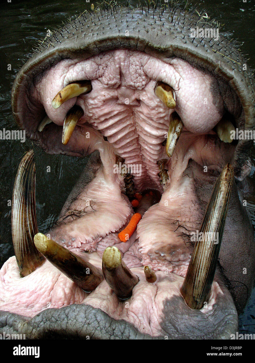 Dpa) - ein Nilpferd öffnet seinen Mund von den Besuchern im Opel Zoo in  Kronberg, Deutschland, 23. Januar 2005 gefüttert werden. Die Karotten in  seinem Maul zeigen, dass seinen Plan erfolgreich war Stockfotografie - Alamy