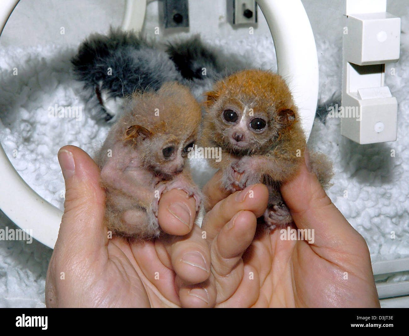 (Dpa) - Tierpflegers Uwe Haecker hält zwei vier-Woche-alten Zwerglori Babys vor einem Inkubator in Roklum, Deutschland, Dienstag, 18. Januar 2005. Mini Affen sind in Haecker Haus von Hand angehoben, weil ihre Mutter sie nicht akzeptiert hatte. Stockfoto