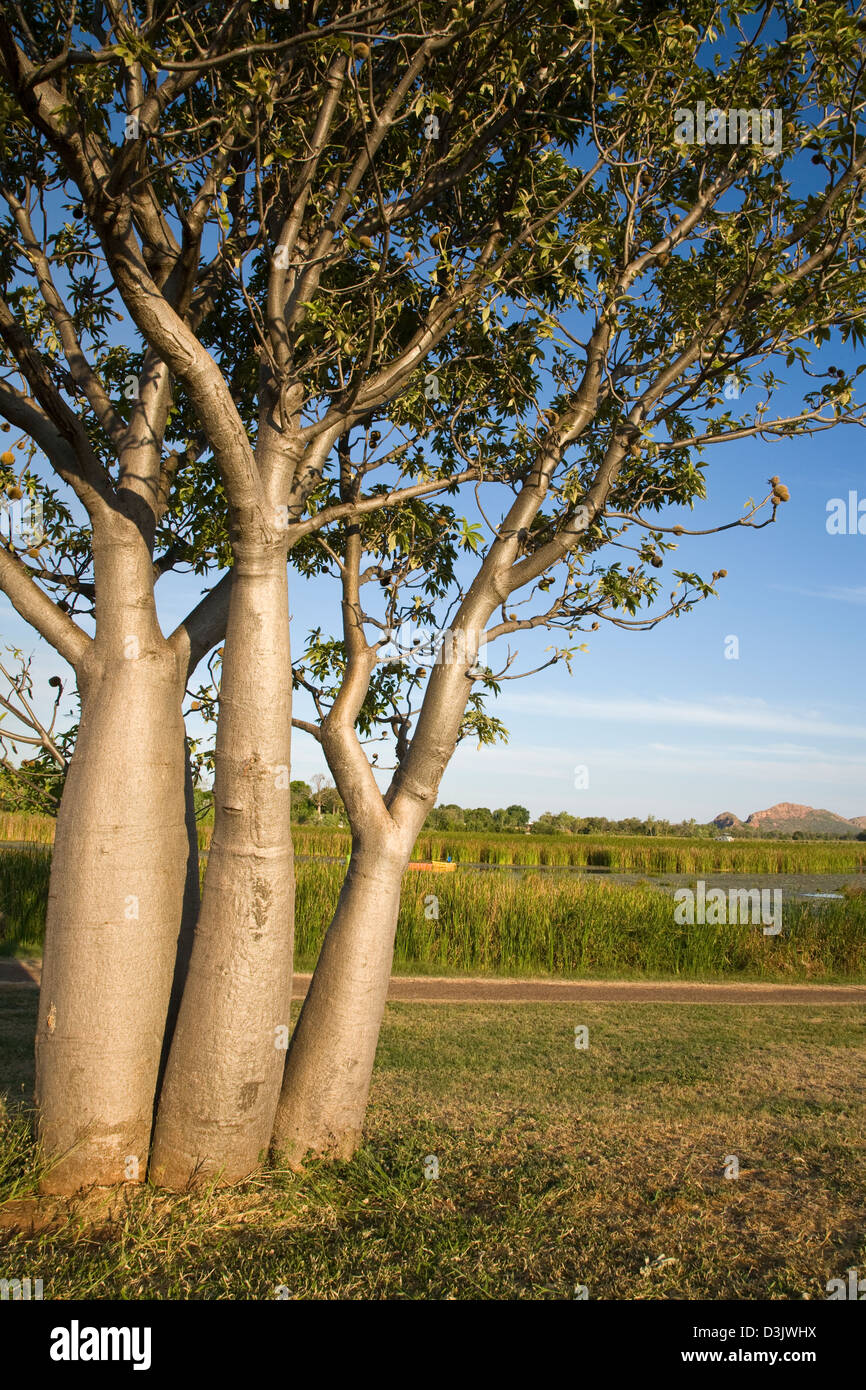 Boab Baum ist eine Ikone in der East Kimberley Region und Flanke die Ufer des Sees Kununnura, Kununnura, Western Australia Stockfoto