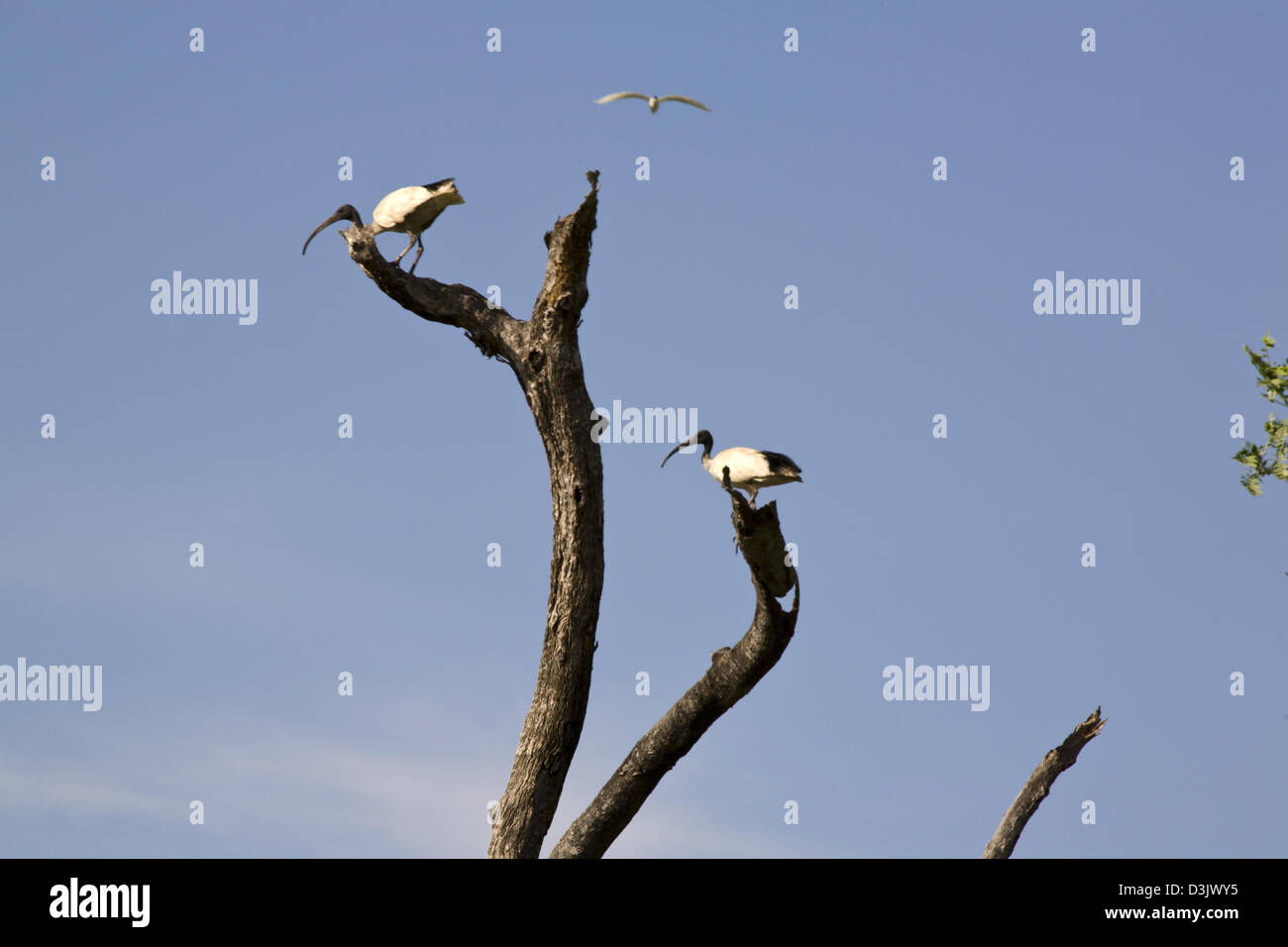 Australische Ibis (Threskiornis Molukken) Barsch in toter Baum über dem See Kununnura, Kununnura, East Kimberley Region, westlichen Austr Stockfoto