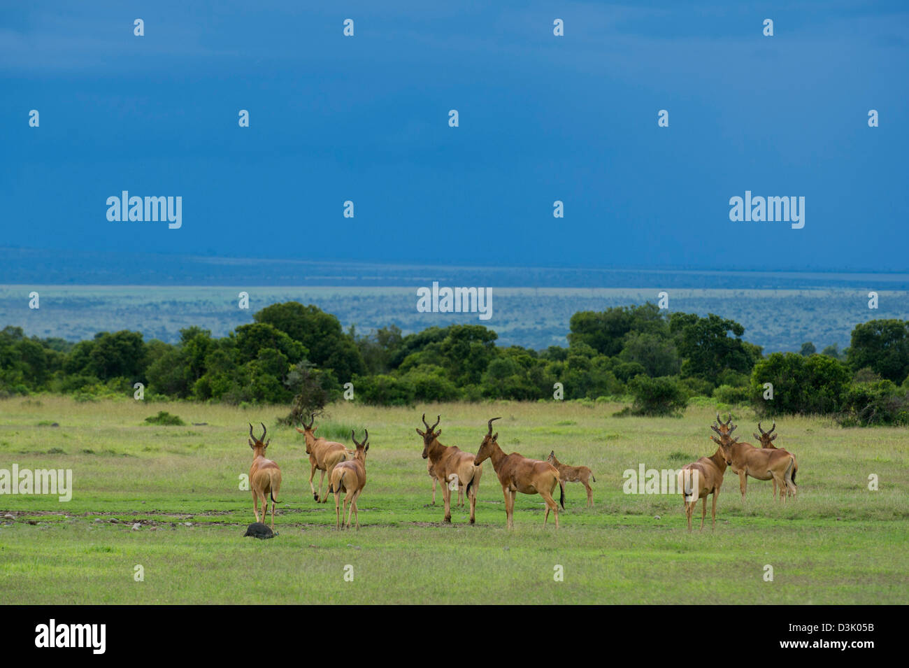 Jacksons Kuhantilope (Alcelaphus Buselaphus Lelwel), Ol Pejeta Wildlife Conservancy, Laikipia, Kenia Stockfoto