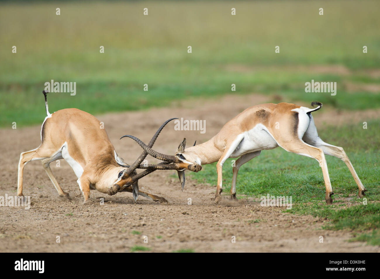 Grant Gazellen kämpfen (Gazella Granti), Ol Pejeta Wildlife Conservancy, Laikipia, Kenia Stockfoto