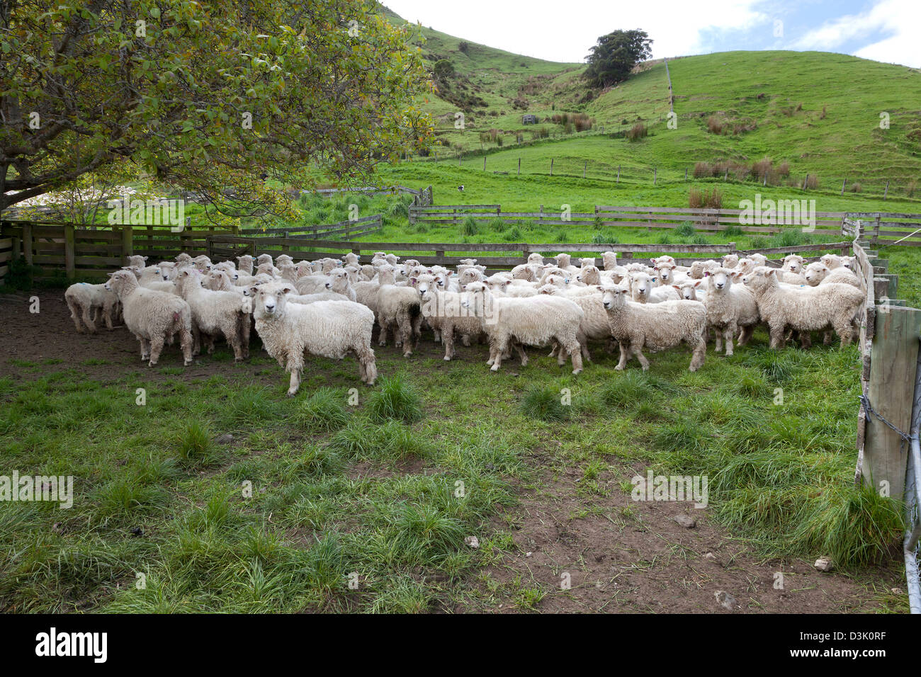 Schafherde in Neuseeland auf der Wiese Stockfoto