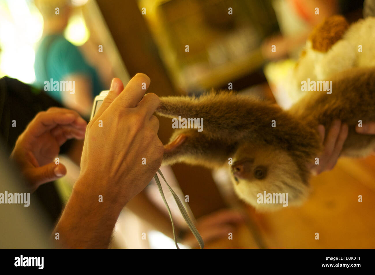 Baby-Faultier betreut die Sloth Sanctuary in Costa Rica Stockfoto