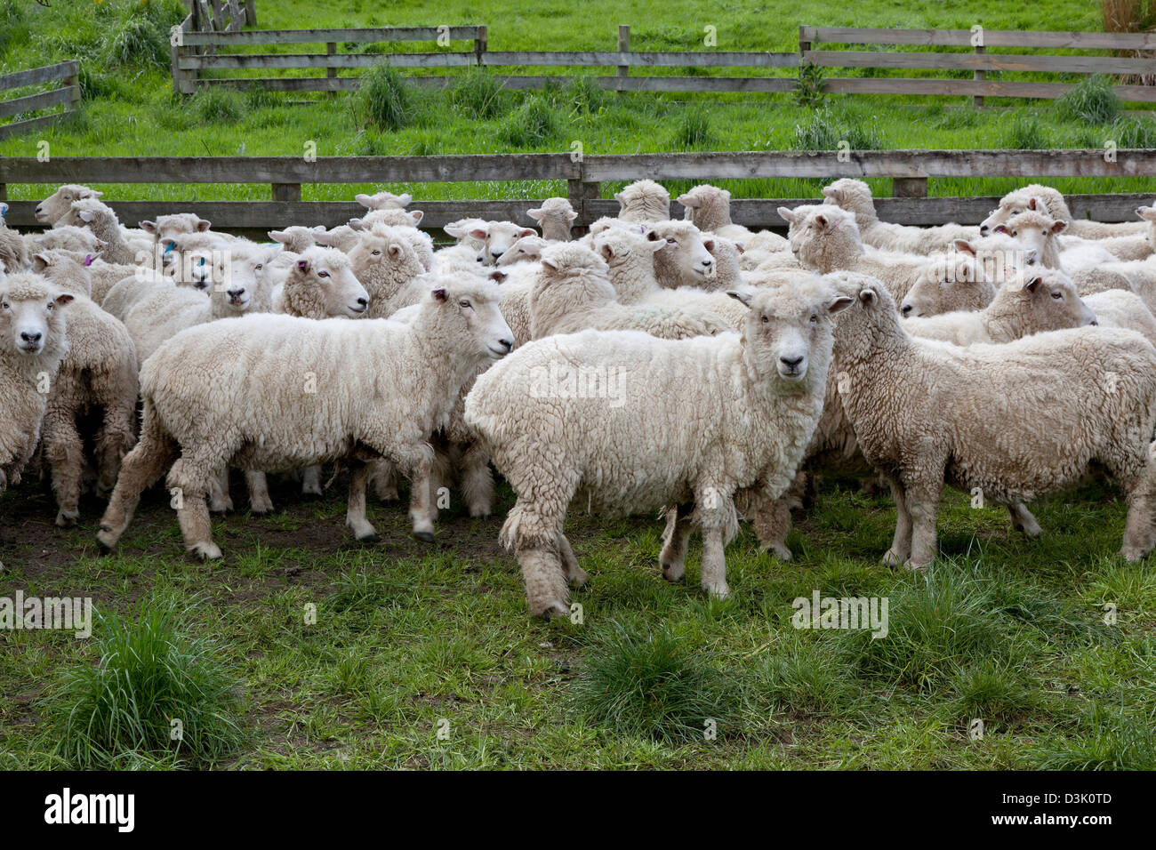 Schafe in Neuseeland auf der Wiese Stockfoto